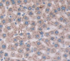Cluster Of Differentiation 109 (CD109) Polyclonal Antibody - image 3