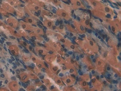 Aminopeptidase B (RNPEP) Polyclonal Antibody - image 4