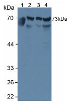 Western Blot; Sample: Recombinant RNPEP, Human.