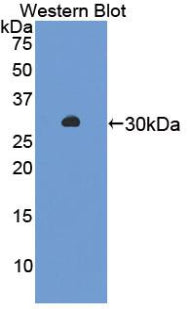 Used in DAB staining on fromalin fixed paraffin-embedded Pancreas tissue