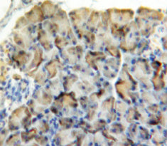 Amylase, Alpha 2A (AMY2A) Polyclonal Antibody - image 4