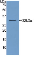 Western Blot; Sample: Rat Pancreas lysate; ; Primary Ab: 2µg/mL Rabbit Anti-Human AMY2 Antibody; Second Ab: 0.2µg/mL HRP-Linked Caprine Anti-Rabbit IgG Polyclonal Antibody;
