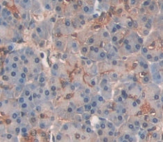 Amylase, Alpha 2A (AMY2A) Polyclonal Antibody - image 4