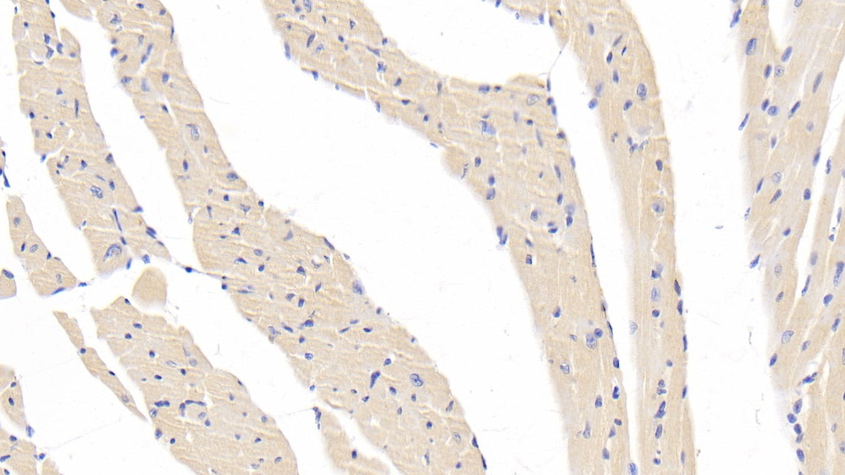 Pancreatic Lipase (PL) Polyclonal Antibody - image 4
