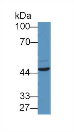 Western Blot; Sample: Porcine Cerebrum lysate; Primary Ab: 1µg/ml Rabbit Anti-Human EGR2 Antibody Second Ab: 0.2µg/mL HRP-Linked Caprine Anti-Rabbit IgG Polyclonal Antibody