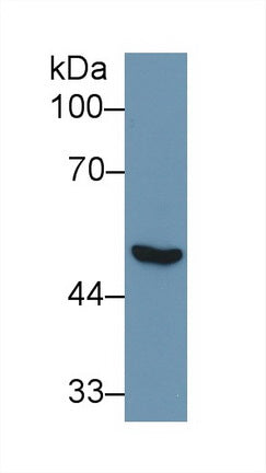 Western Blot; Sample: Recombinant protein.