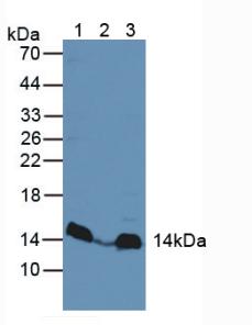 Western Blot; Sample: Recombinant MAPKSP1, Human.