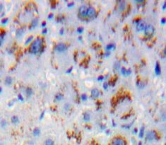 Mitogen Activated Protein Kinase Scaffold Protein 1 (MAPKSP1) Polyclonal Antibody - image 4