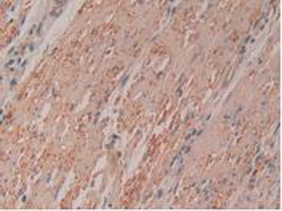 Ribonuclease Inhibitor (RI) Polyclonal Antibody - image 5