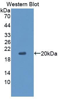 Cluster Of Differentiation 99 (CD99) Polyclonal Antibody - image 2