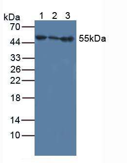 Western Blot; Sample: Recombinant IFNa/bR1, Human.