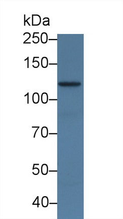 Western Blot; Sample: Recombinant protein.