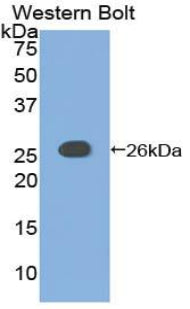 Adenylate Cyclase 6 (ADCY6) Polyclonal Antibody - image 2