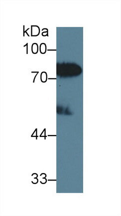 Western Blot; Sample: Recombinant protein.