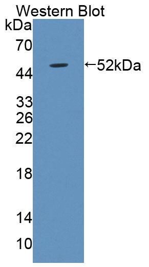 Lipopolysaccharide Binding Protein (LBP) Polyclonal Antibody - image 3