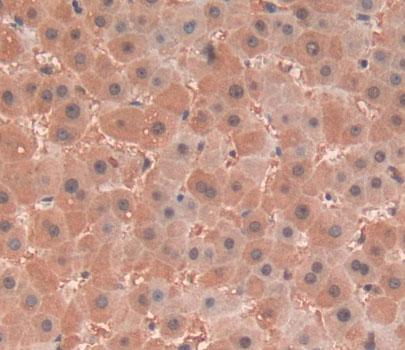 Lipopolysaccharide Binding Protein (LBP) Polyclonal Antibody - image 4