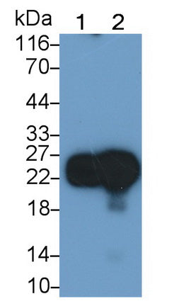 Cluster of Differentiation 90 (CD90) Polyclonal Antibody - image 2