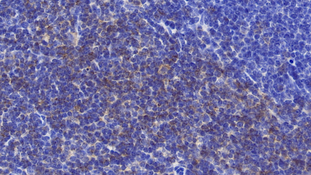 DABstainingonIHC-P.Samples:MouseTissue)
