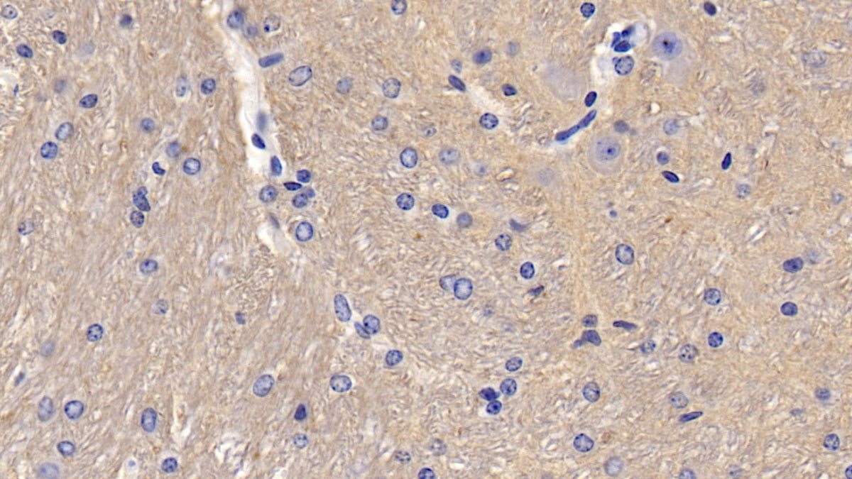 Cluster of Differentiation 90 (CD90) Polyclonal Antibody - image 4