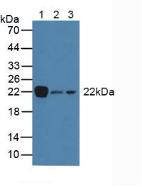 Western Blot; Sample: Recombinant Thy1, Human.