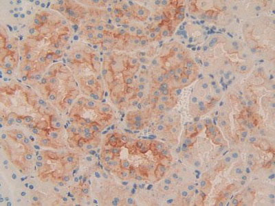 Cluster of Differentiation 90 (CD90) Polyclonal Antibody - image 5