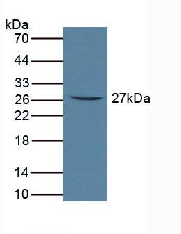Western Blot; Sample: Recombinant FcaR, Rat.