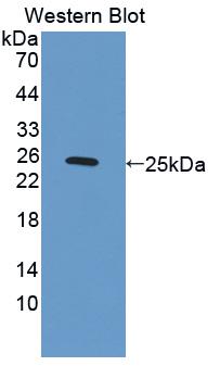 Protease, Serine 12 (PRSS12) Polyclonal Antibody - image 2