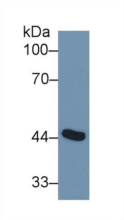 Western Blot; Sample: Recombinant protein.