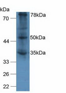 Western Blot; Sample: Recombinant vWA2, Human.