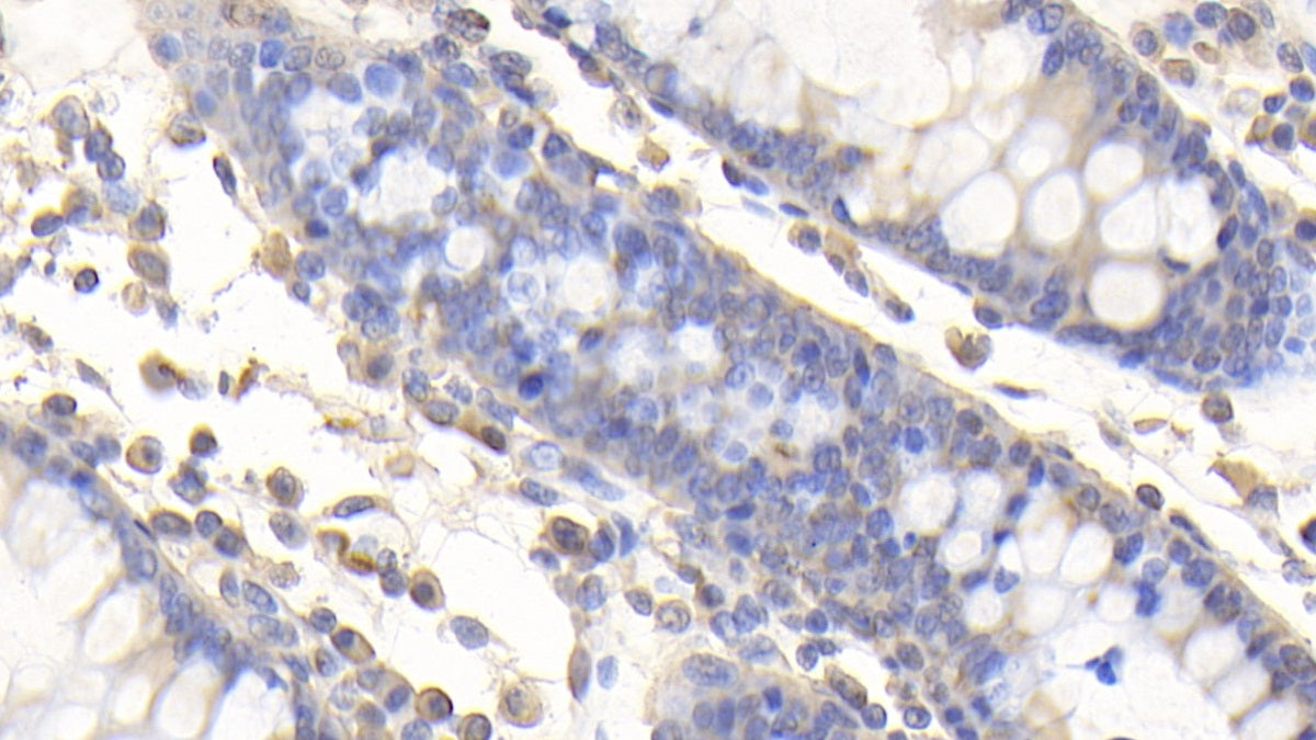 Von Willebrand Factor A Domain Containing Protein 2 (vWA2) Polyclonal Antibody - image 4