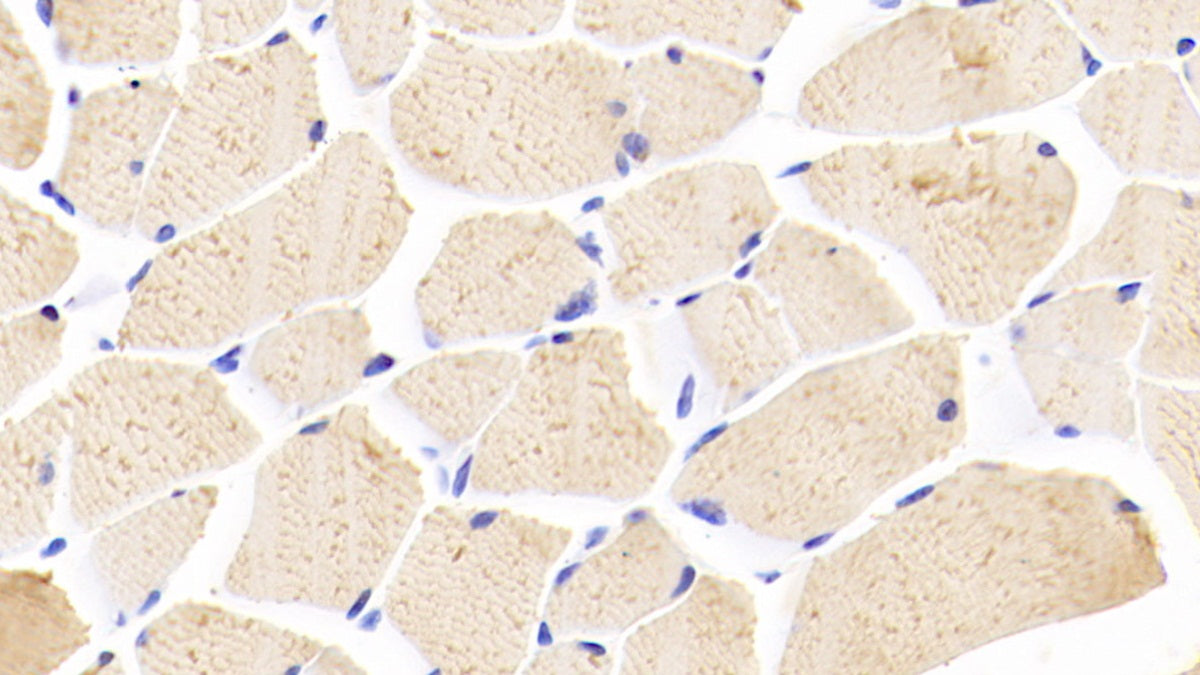 5-Lipoxygenase (5-LO) Polyclonal Antibody - image 3