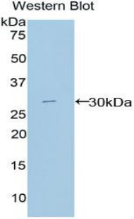 Macrophage Expressed Gene 1 Protein (MPG1) Polyclonal Antibody - image 2