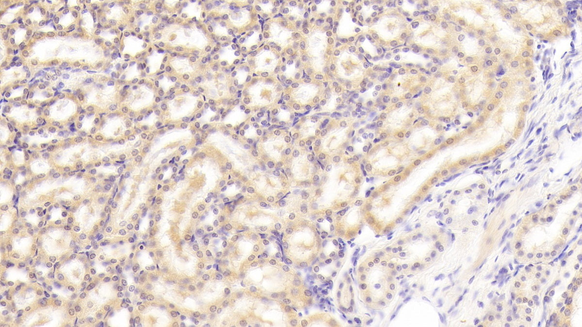 Macrophage Expressed Gene 1 Protein (MPG1) Polyclonal Antibody - image 3
