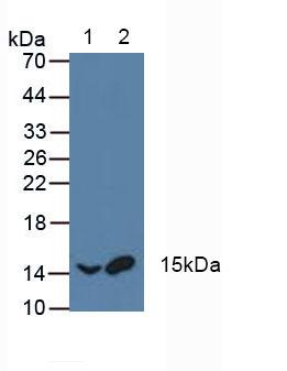 Western Blot; Sample: Recombinant ATF1, Human.