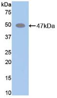Western Blot; Sample: Mouse Liver lysate; ; Primary Ab: 1µg/ml Rabbit Anti-Mouse ELN Antibody; Second Ab: 0.2µg/mL HRP-Linked Caprine Anti-Rabbit IgG Polyclonal Antibody;