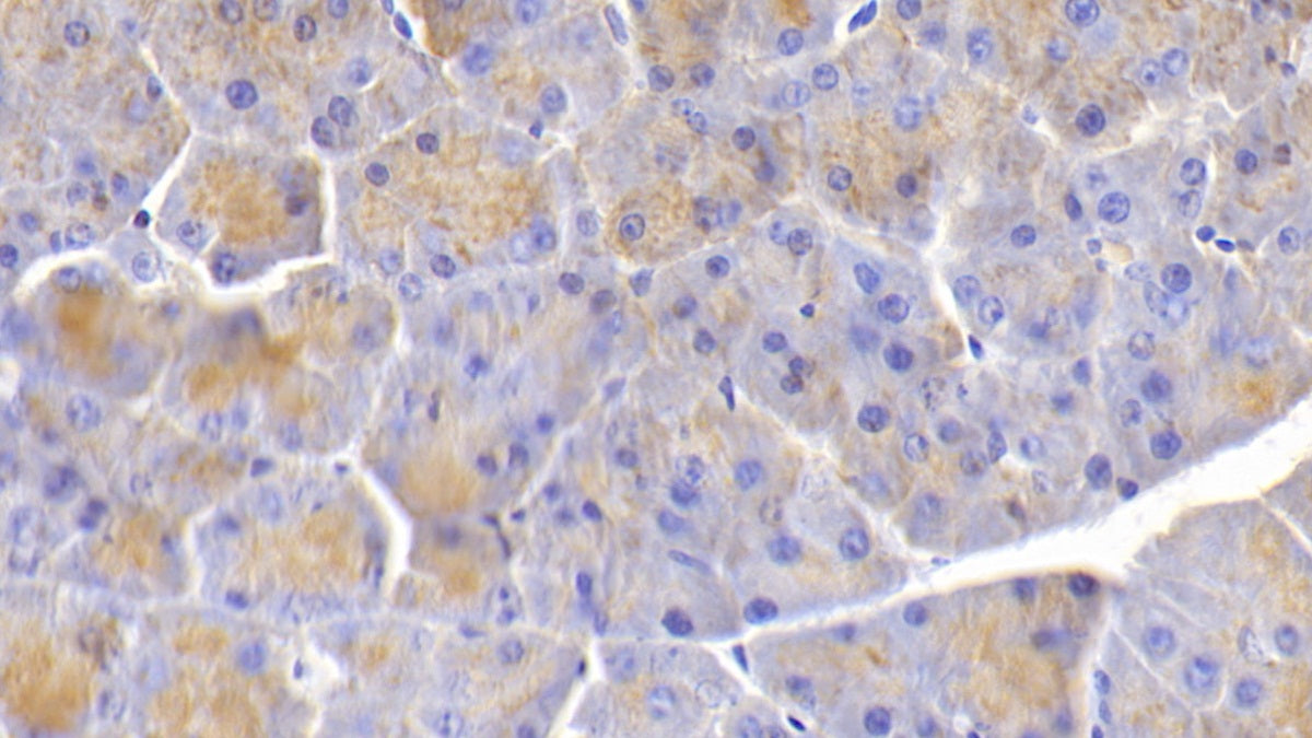 Elastin (ELN) Polyclonal Antibody - image 4