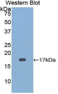 Cluster of Differentiation 59 (CD59) Polyclonal Antibody - image 2