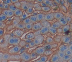 Cluster of Differentiation 59 (CD59) Polyclonal Antibody - image 3