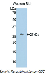 Ornithine Decarboxylase (ODC) Polyclonal Antibody - image 2