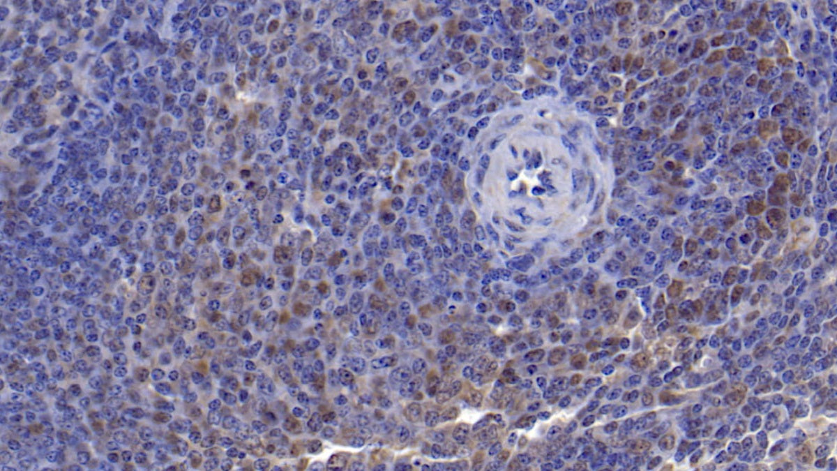 Ornithine Decarboxylase (ODC) Polyclonal Antibody - image 3
