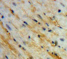 Procollagen C-Endopeptidase Enhancer (PCOLCE) Polyclonal Antibody - image 4