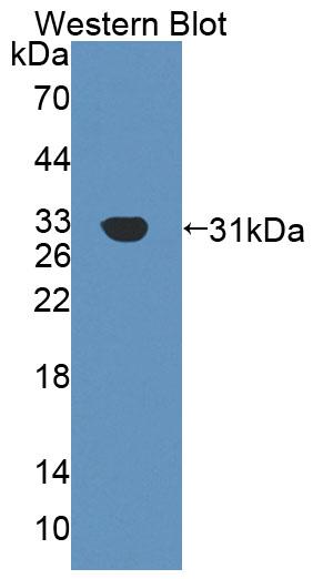 Agrin (AGRN) Polyclonal Antibody - image 2