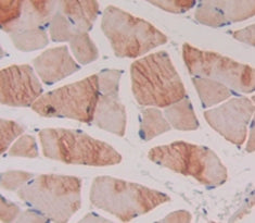 Agouti Related Protein (AGRP) Polyclonal Antibody - image 3