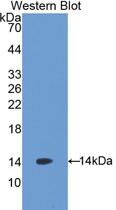 Agouti Related Protein (AGRP) Polyclonal Antibody - image 2