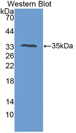 Protein Tyrosine Phosphatase Receptor Type S (PTPRS) Polyclonal Antibody - image 2