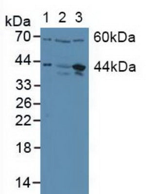 Western Blot; Sample: Recombinant JUN, Human.