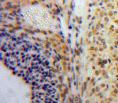 V-Jun Sarcoma Virus 17 Oncogene Homolog (JUN) Polyclonal Antibody - image 4