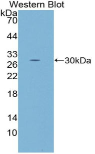V-Fos FBJ Murine Osteosarcoma Viral Oncogene Homolog (FOS) Polyclonal Antibody - image 2