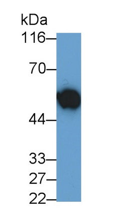 V-Myc Myelocytomatosis Viral Oncogene Homolog (MYC) Polyclonal Antibody - image 3