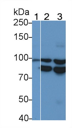 DAB staining on IHC-P; Samples: Mouse Kidney Tissue; Primary Ab: 10µg/ml Rabbit Anti-Mouse ITGaV Antibody Second Ab: 2µg/mL HRP-Linked Caprine Anti-Rabbit IgG Polyclonal Antibody